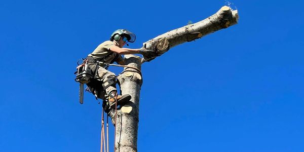 Fully Insured Arborist Tree Removal