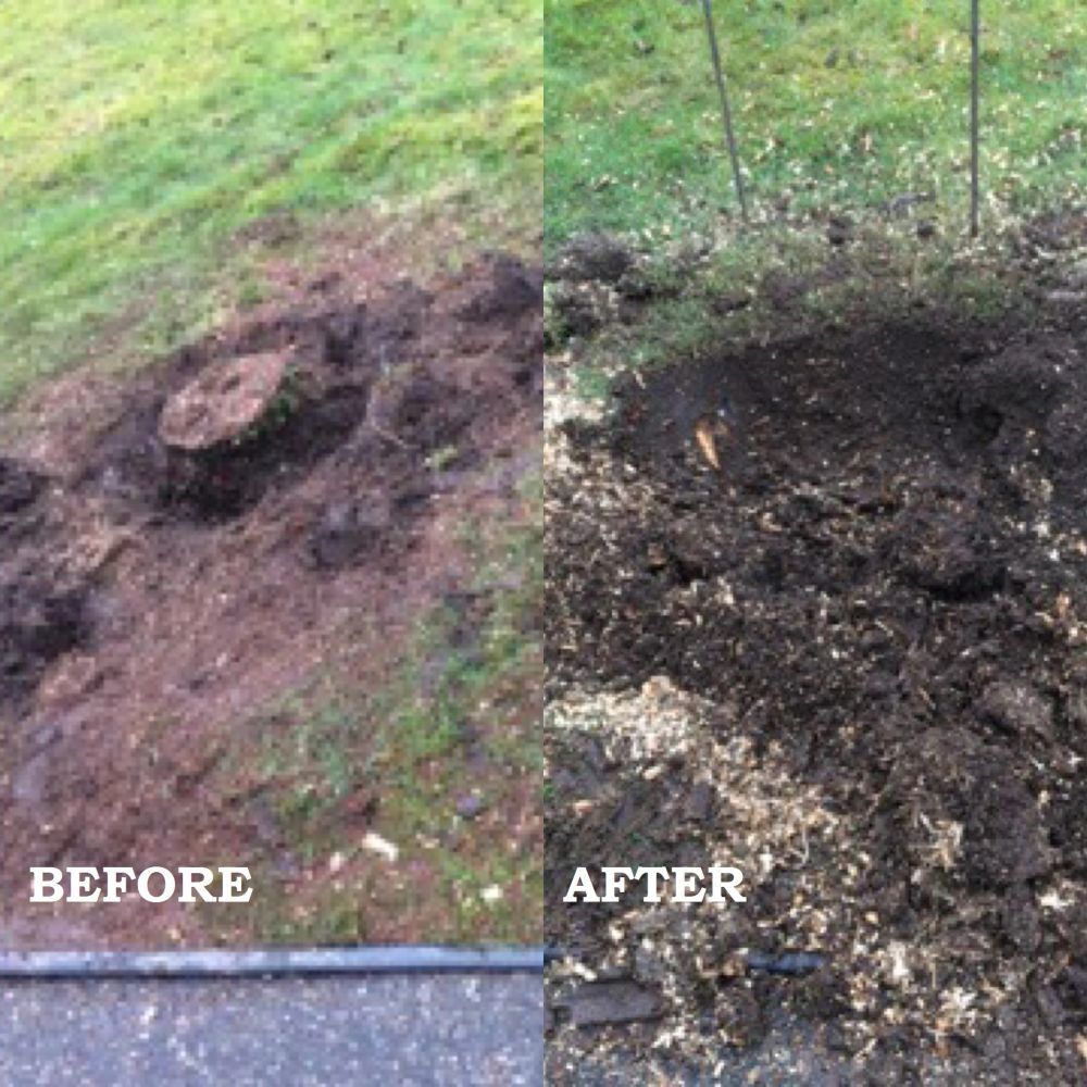 Before and after: a stump in a lawn, then level ground after grinding