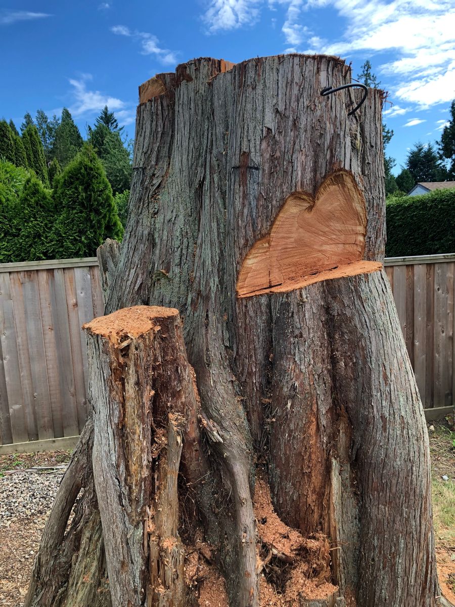 Large cedar trunk cut down beside a fence