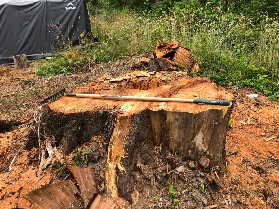 Large weathered stump in a grassy yard