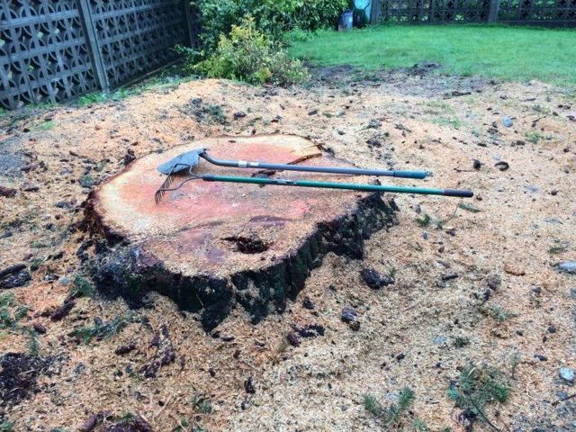 Large cut stump before grinding