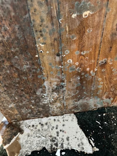 This image shows mold growth on wood framing and drywall caused by prolonged moisture exposure. Visi