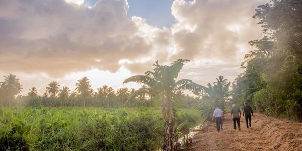 Guyana Coconut Estate 