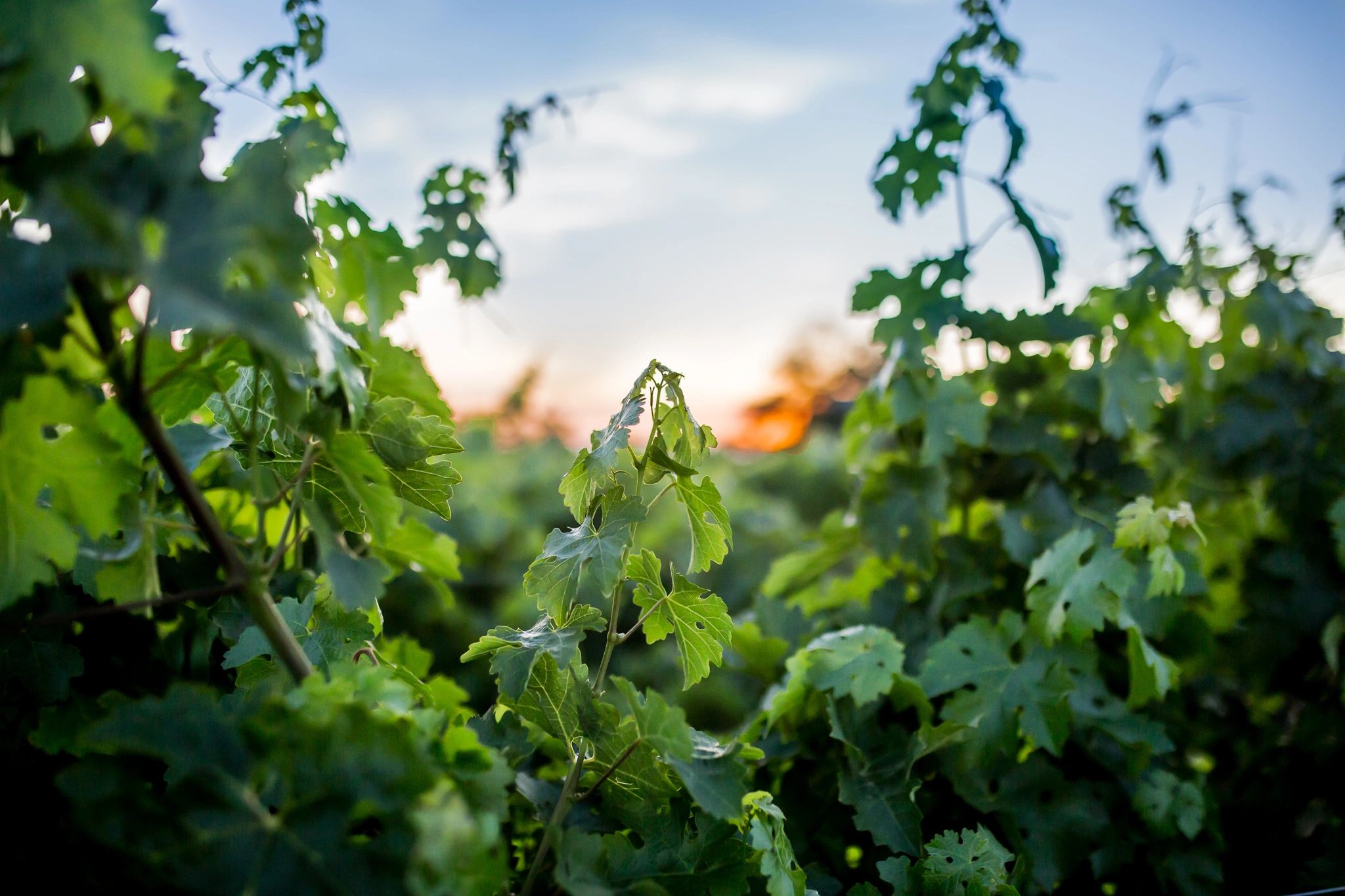 Vineyard at sunset