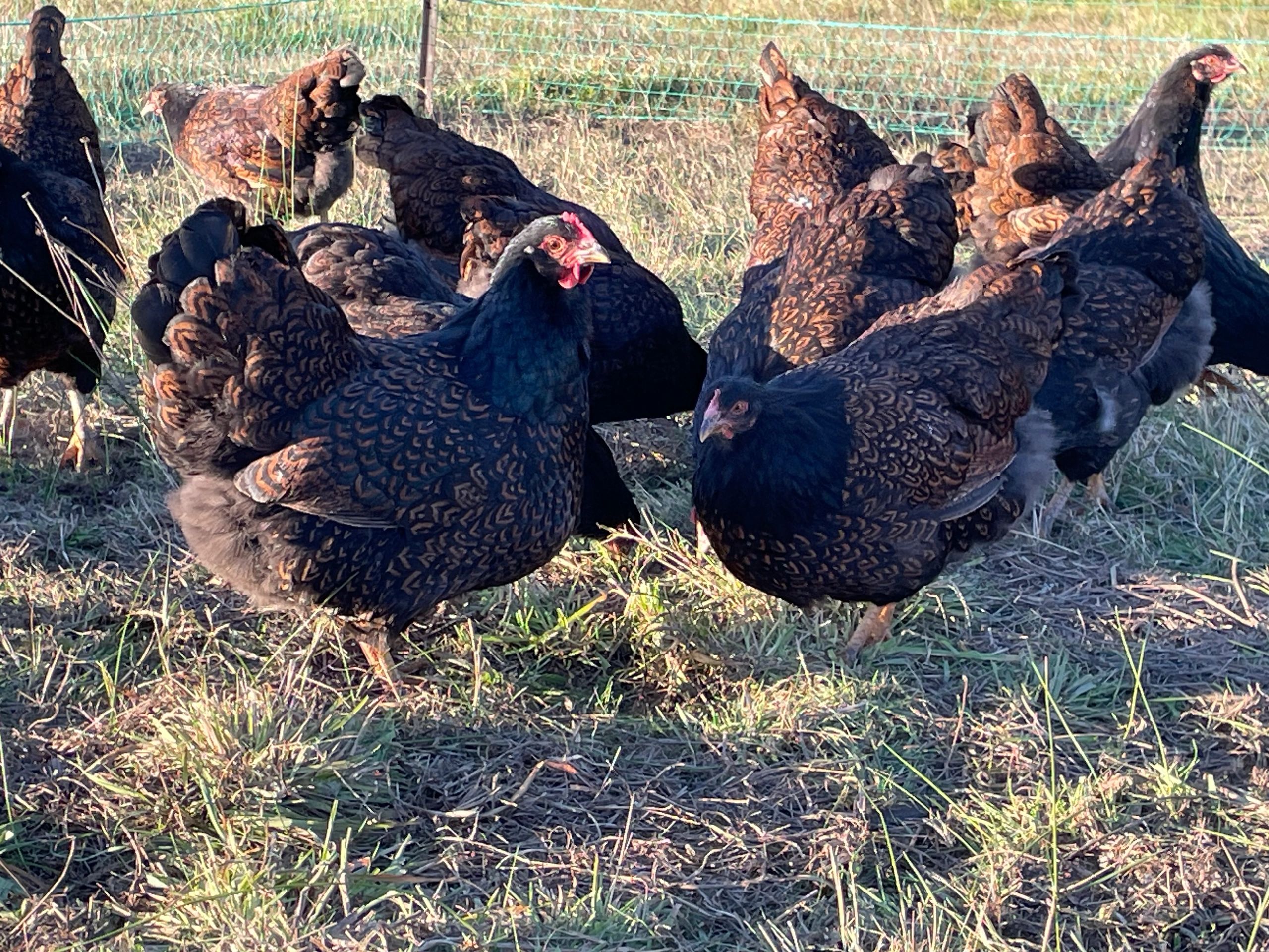 Double Laced our foraging