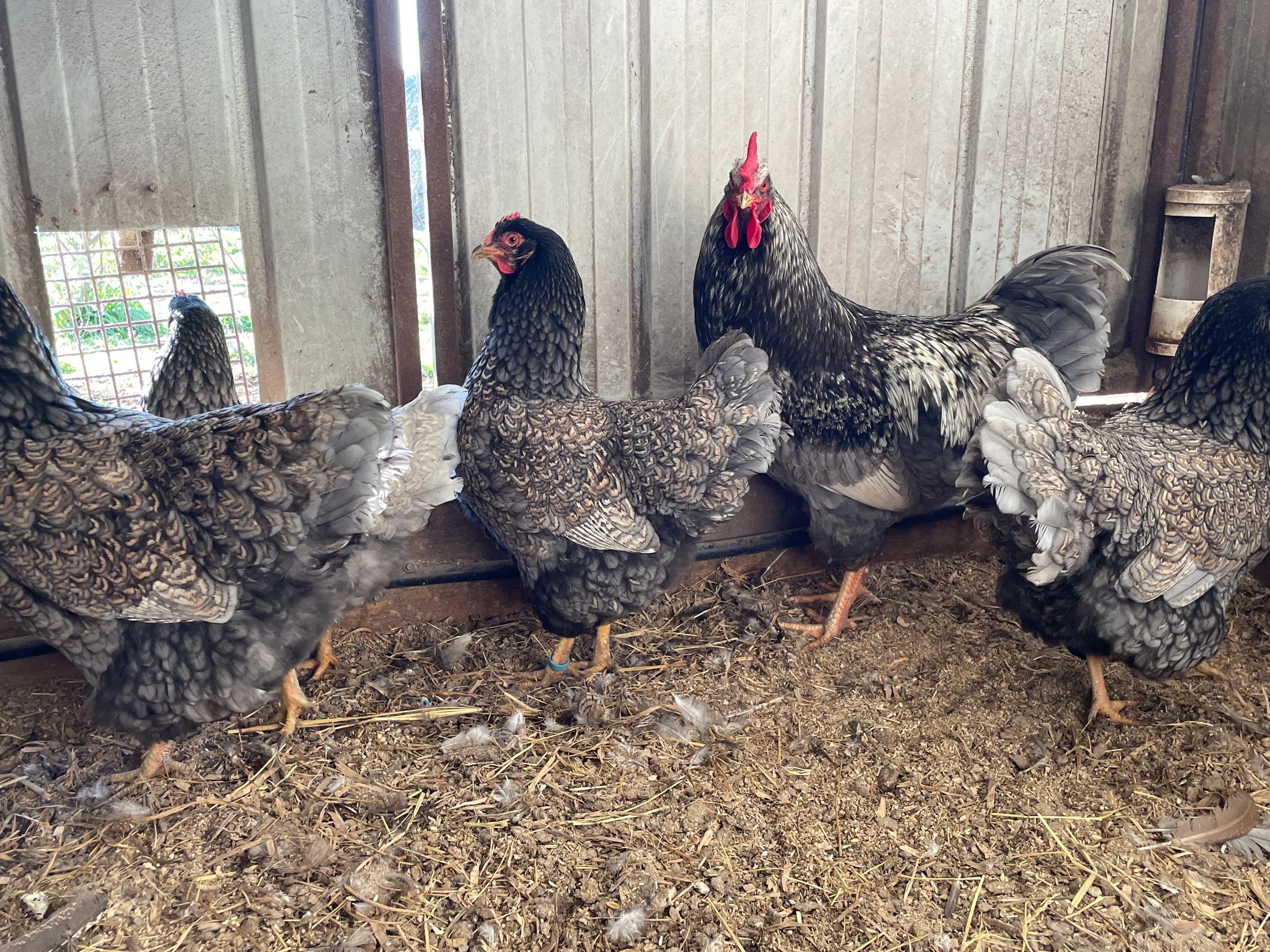 Blue Silver Double Laced
