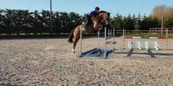 Lilly 5yr old bay mare