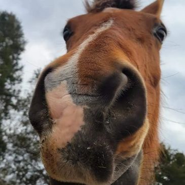 Happy Horses Is Our Business 