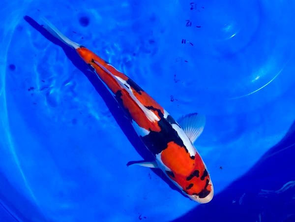 Only Jap Koi