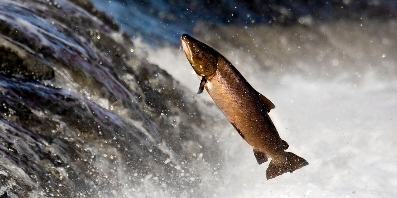 Salmon swim up raging rivers
