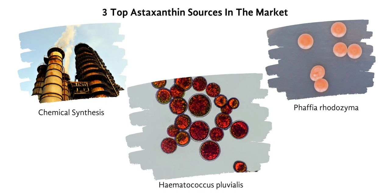 3 top Astaxanthin sources in the market
