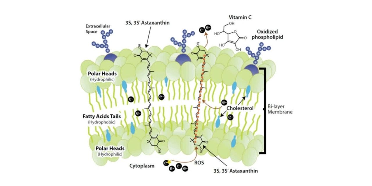 astaxanthin in cell membrane fighting free radicals