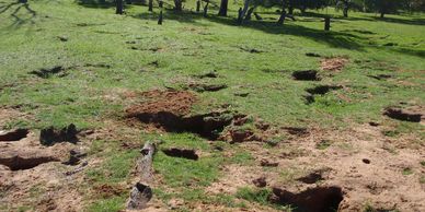 rabbit warren destroying farmland, rabbit burrow causing erosion, rabbit damage to farms