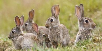 rabbits digging up horse paddock, horse injury falling into hole, rabbits at agistment property