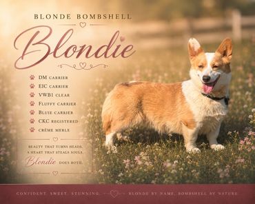 Blondie, a stunning blonde corgi, stands proudly in a grassy field under warm sunlight.
