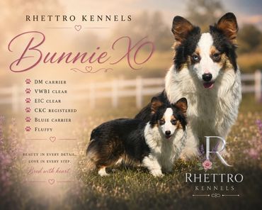Two fluffy, tricolor Shetland Sheepdogs posing outdoors in a sunlit field.