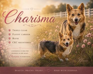 Two happy Corgis named Charisma and Bluie in a flower field at sunset.