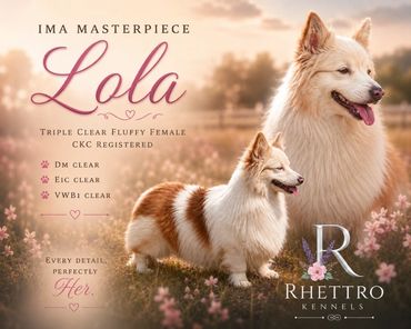 A beautiful promotional image of two fluffy dogs named Lola from Rhettro Kennels.