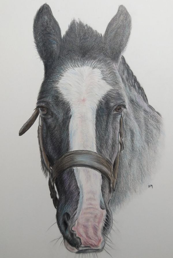 Horse portrait equine art