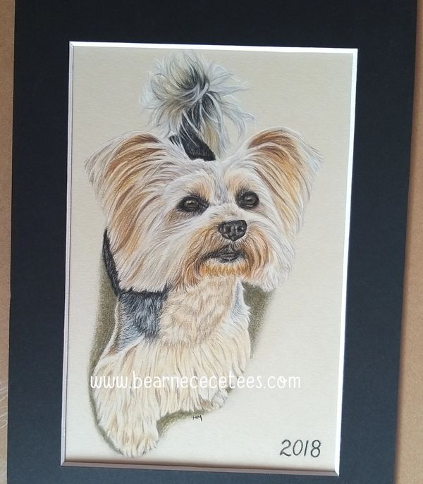 Yorkshire terrier haircut