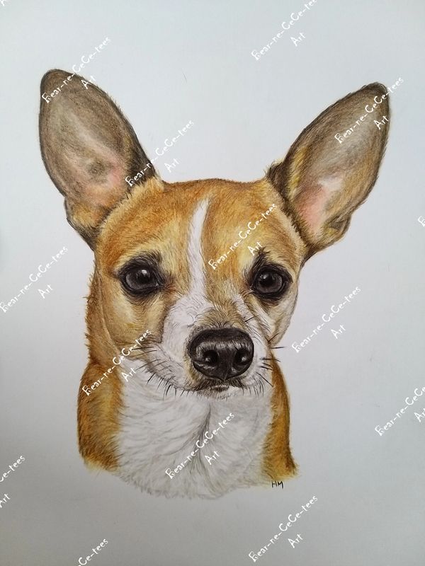 Chihuahua portrait on white