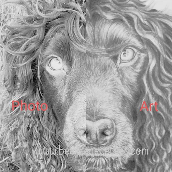 Comparing the drawing to the photo of the spaniel