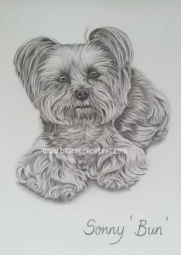 Yorahire terrier in graphite on fabriano artistico