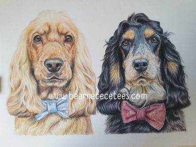 Brother cocker spaniels posing for their pet portrait