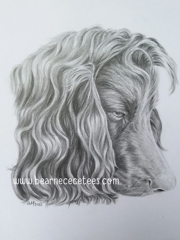 Cocker spaniel pet portrait, unique gift, great price