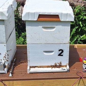 Clean honey bee hive boxes. Emberwing Apiary. Dedicated worker bees.