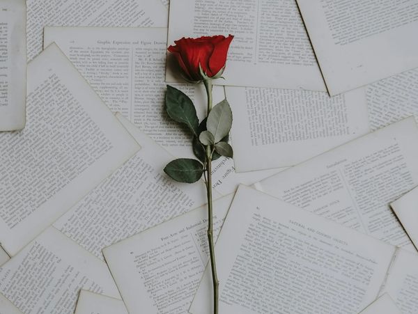 A single red rose lies on scattered open book pages.
