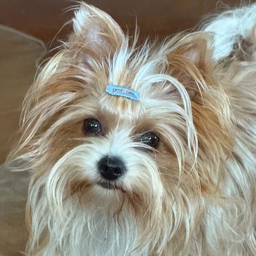Small fluffy dog with a blue hair clip on its head.