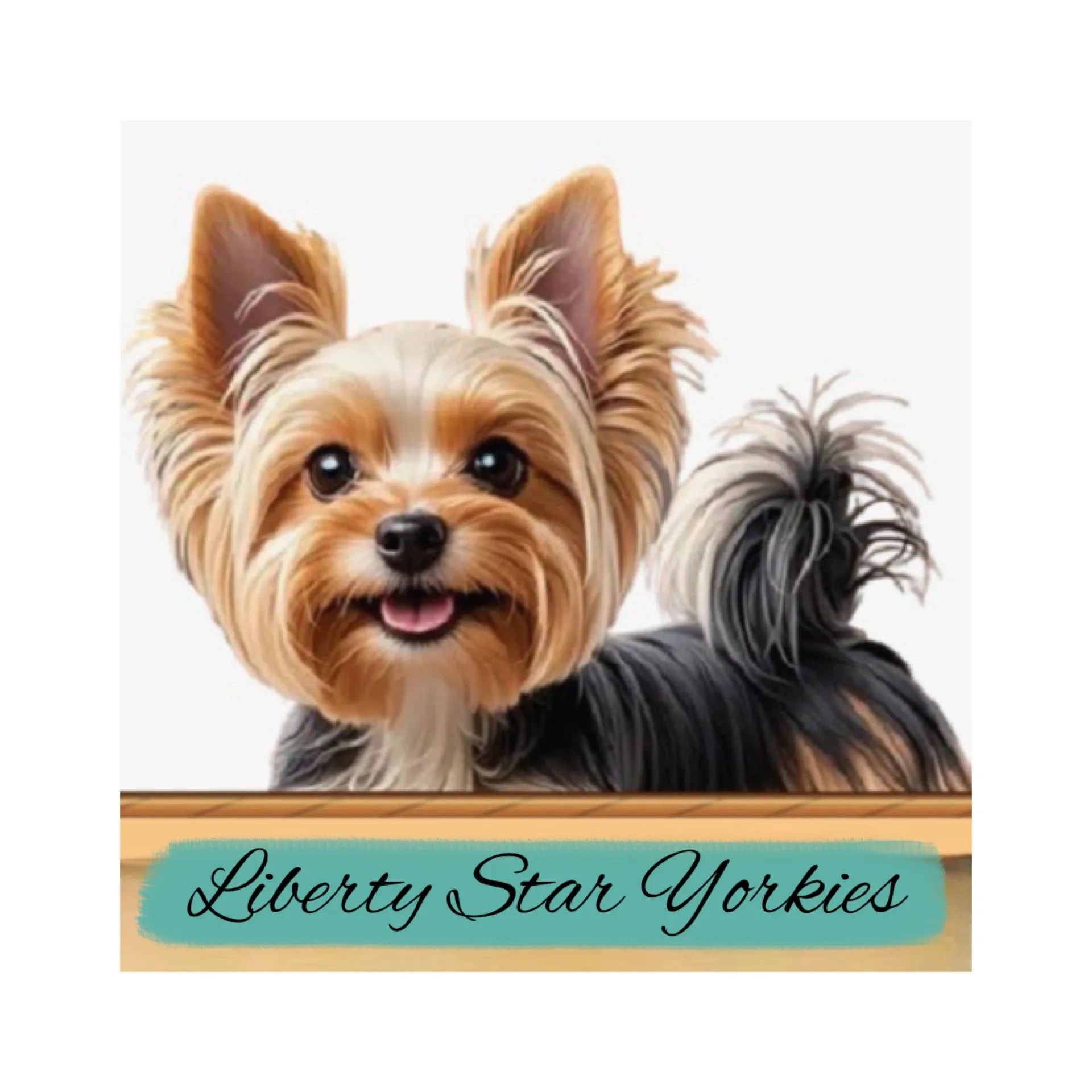 Republican Yorkie Parti Yorkie Puppies for Sale | Yorkshire Terrier Breeder