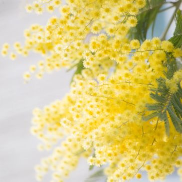 Peace, tranquility, life, flower