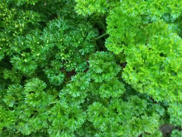 Fresh Organic curly parsley 20g
