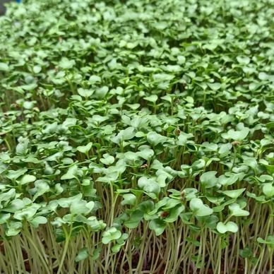 Broccoli microgreens