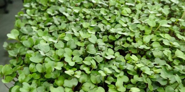 purple kohlrabi microgreens