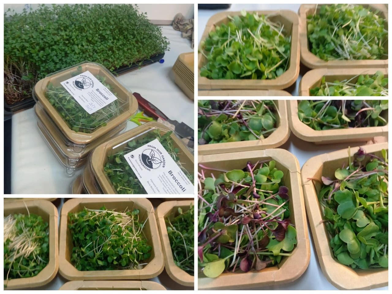 Indoor microgreens farm noordhoek cape town south africa