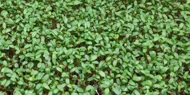 Organic Alfalfa Microgreens