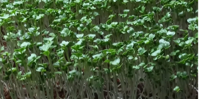 Organic Broccoli microgreens