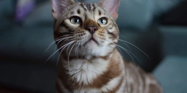 Adorable, purebred Bengal cats and kittens for sale and adoption in San Diego, Hollywood and So Cal.