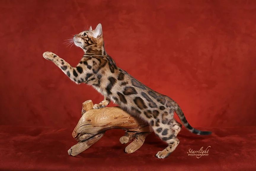 Lovely, purebred Bengals for sale at Exotic Bengals of Hollywood and Los Angeles, Orange County 