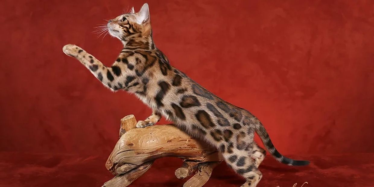www.exoticbengalsd.com also for more information at exotic bengals of san diego and hollywood