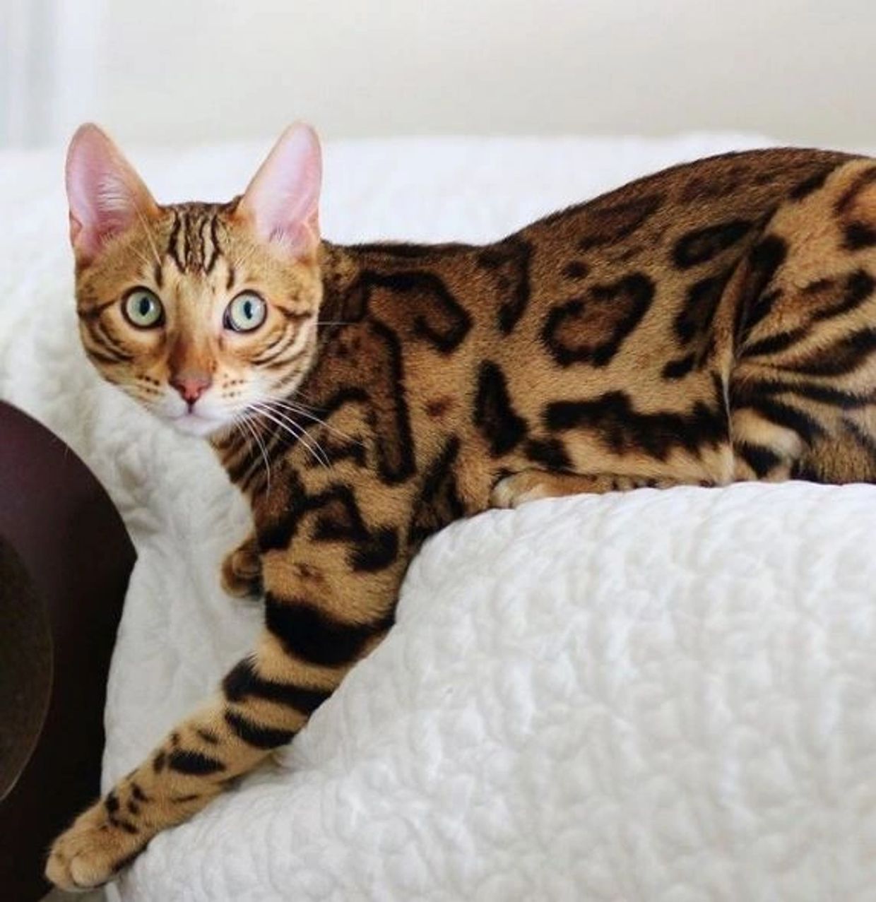 Exotic Bengals of Hollywood presents top quality, adorable, purebred Bengal kittens for sale