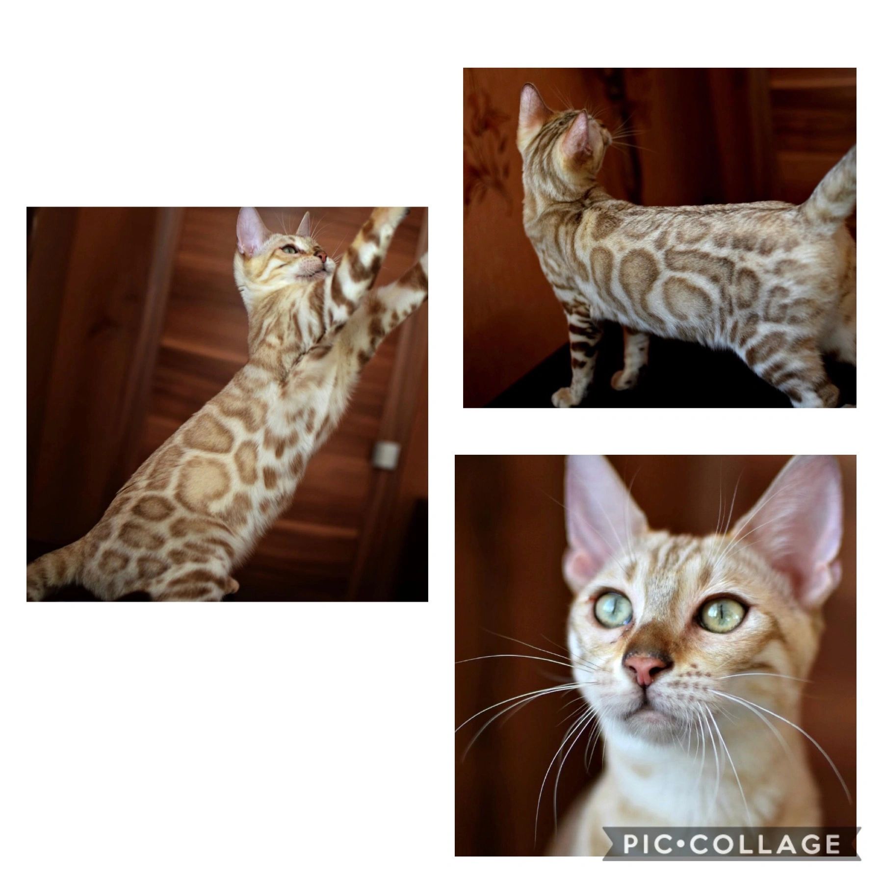 Bengal Cats For Sale - Reputable Breeders Near You – Purebred Kitties