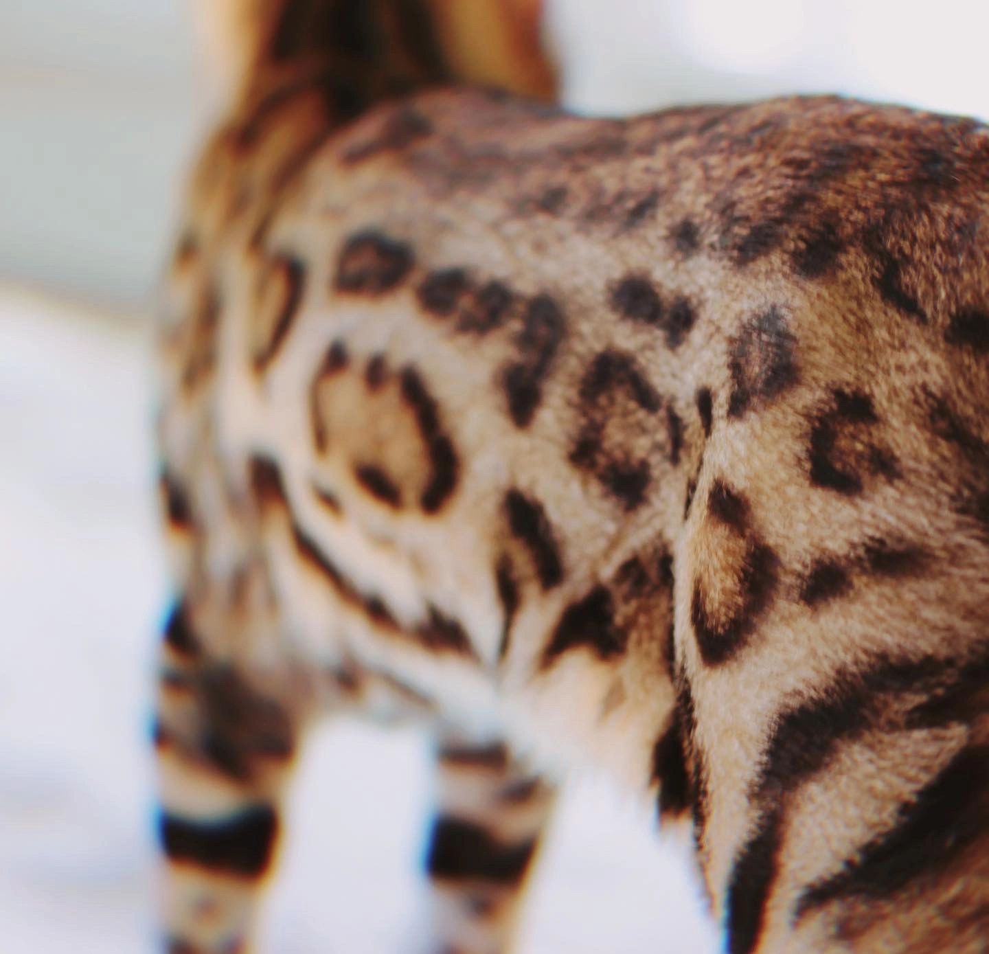 Exotic Bengals of Hollywood