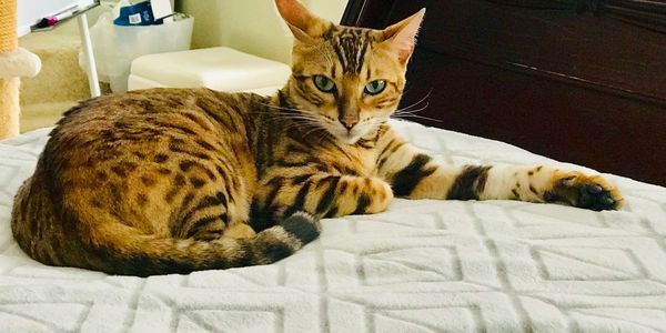 Brown Bengal Cat