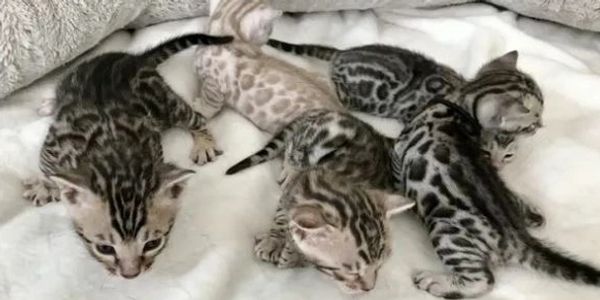 purebred, sweet, Bengal kittens for sale in southern california at exotic bengals of hollywood