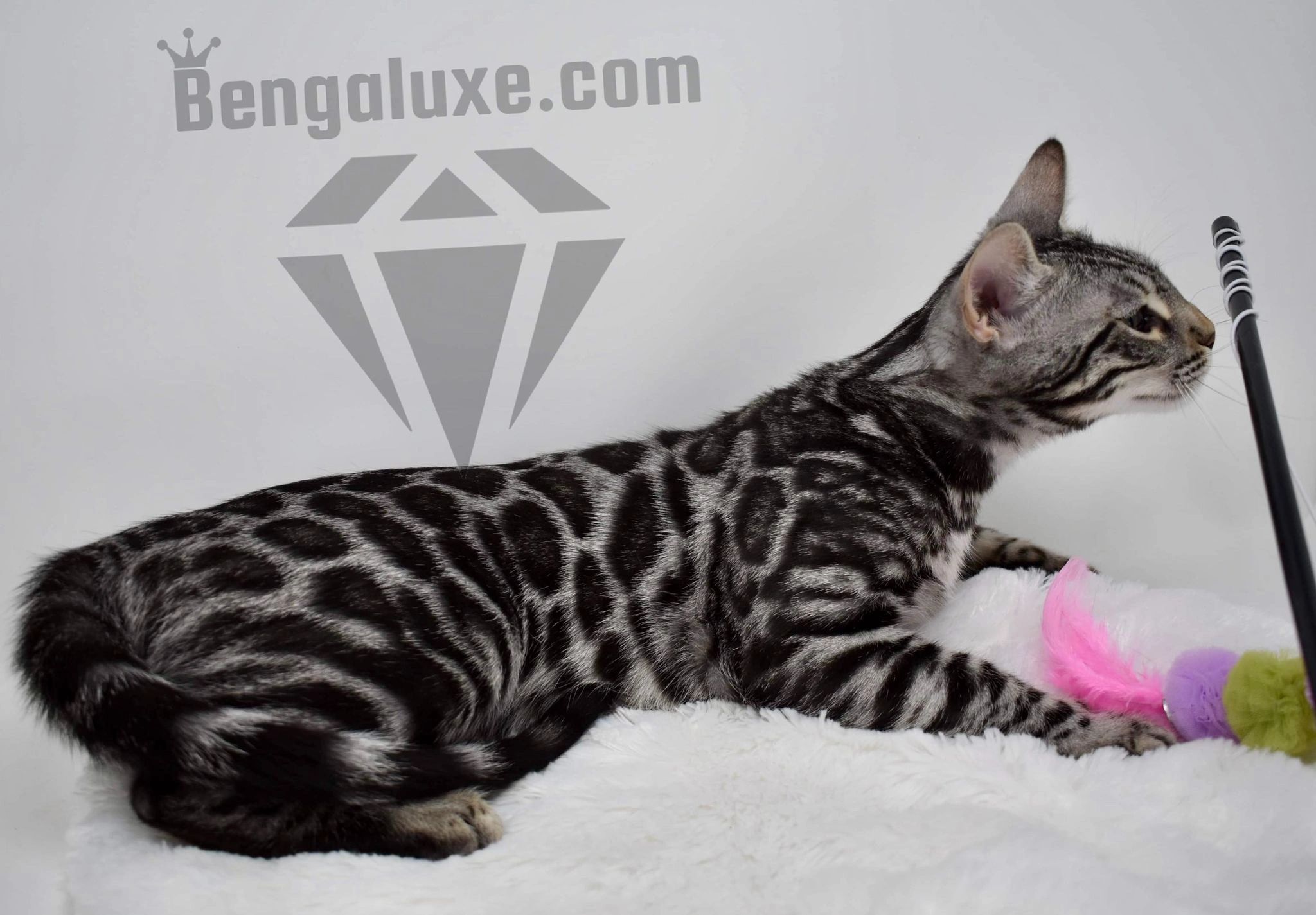 Bengal Cats For Sale - Reputable Breeders Near You – Purebred Kitties