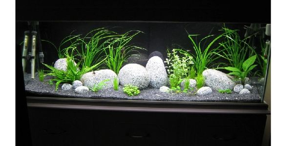 Aquarium Backgrounds, Rocks and Fish Decorations